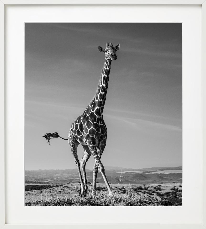 The Tiny Dancer - Running Giraffe, Fine Art Photography, 2019 For Sale 3
