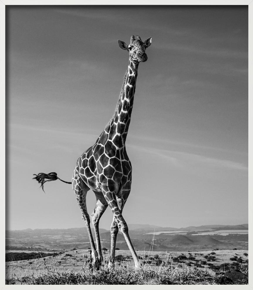 The Tiny Dancer - Running Giraffe, Fine Art Photography, 2019 For Sale 4