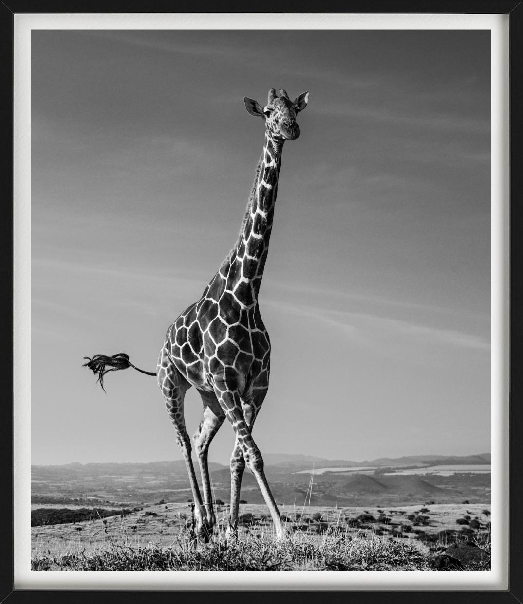 The Tiny Dancer - Running Giraffe, Fine Art Photography, 2019 For Sale 5