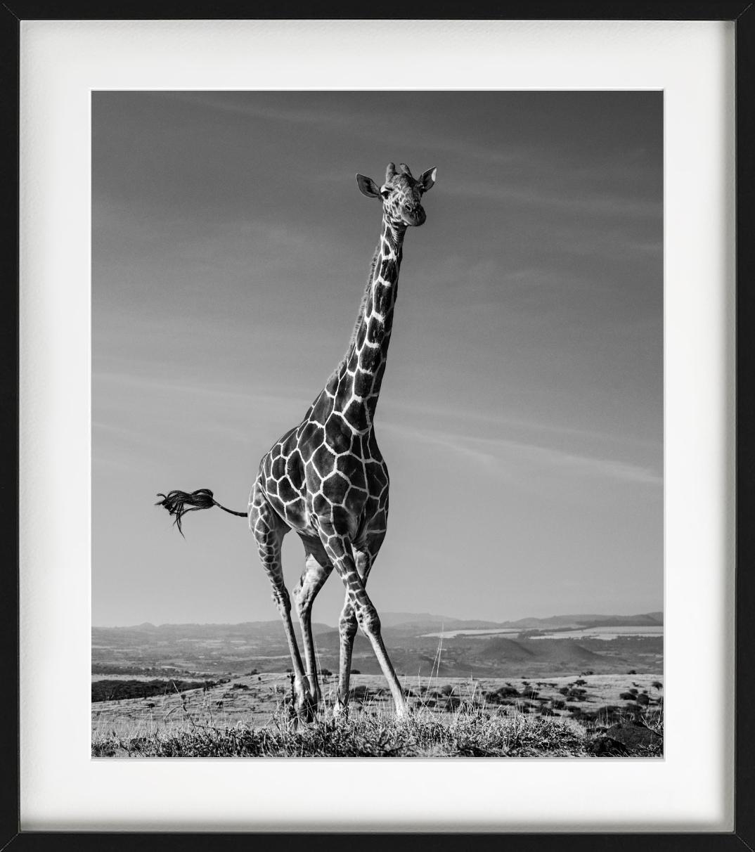The Tiny Dancer - Running Giraffe, Fine Art Photography, 2019 For Sale 6