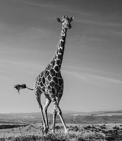 The Tiny Dancer - Running Giraffe, Fine Art Photography, 2019