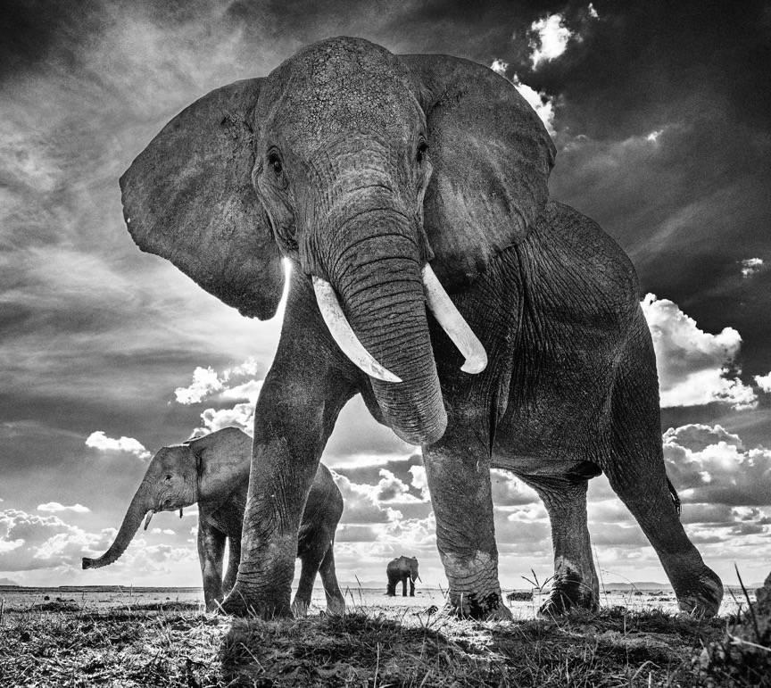 David Yarrow Black and White Photograph - The Untouchables II