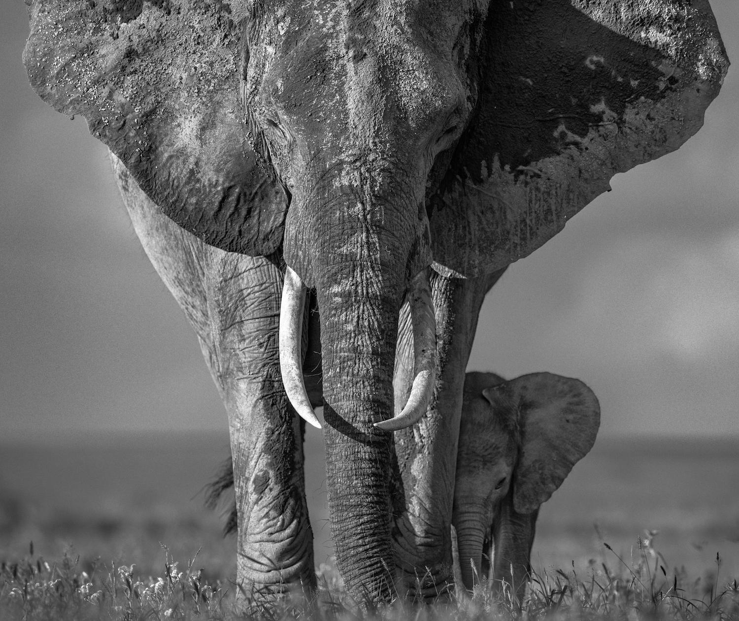 David Yarrow Art 481 For Sale at 1stDibs "chateau marmont", buy