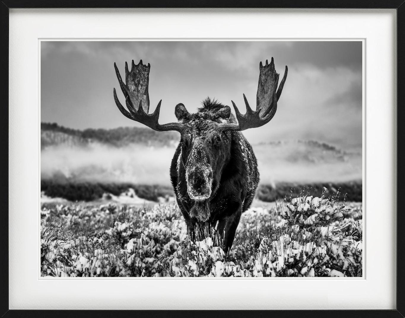Imagen en blanco y negro de un majestuoso ciervo fotografiado por David Yarrow.

Todas las impresiones son de edición limitada. Disponible en varios tamaños. Enmarcado de alta gama a petición.

Todas las impresiones están hechas y firmadas por el