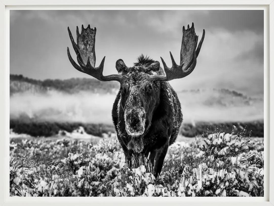 La estación invernal, Jackson Hole, Wyoming, b/n, Fotografía artística, 2024 en venta 1