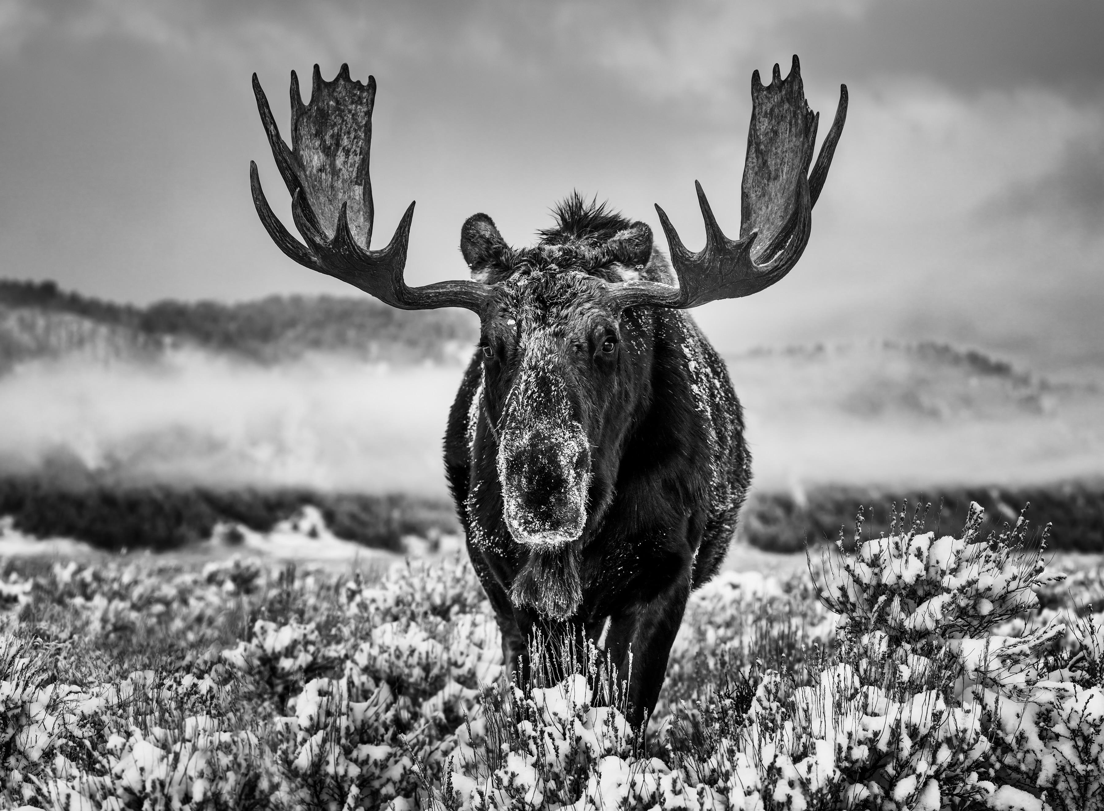 Figurative Photograph de David Yarrow - La estación invernal, Jackson Hole, Wyoming, b/n, Fotografía artística, 2024