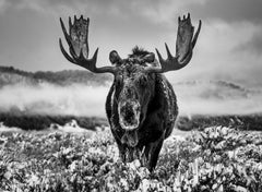The Winter Season, Jackson Hole, Wyoming, b/w, Fine Art Photography, 2024
