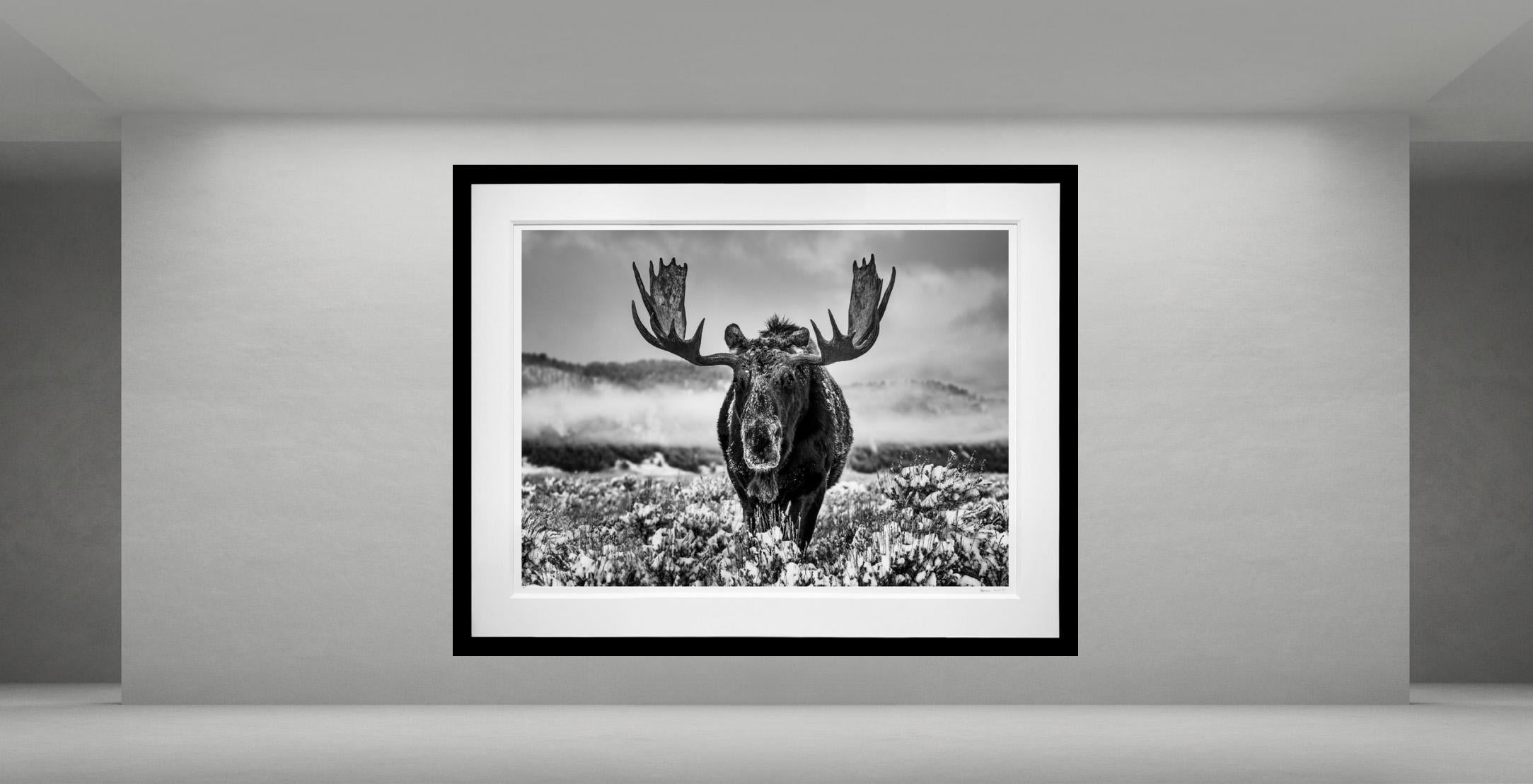 The Winter Season, Wyoming von David Yarrow - Contemporary Wildlife Photography im Angebot 1