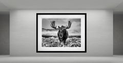 The Winter Season, Wyoming by David Yarrow - Contemporary Wildlife Photography