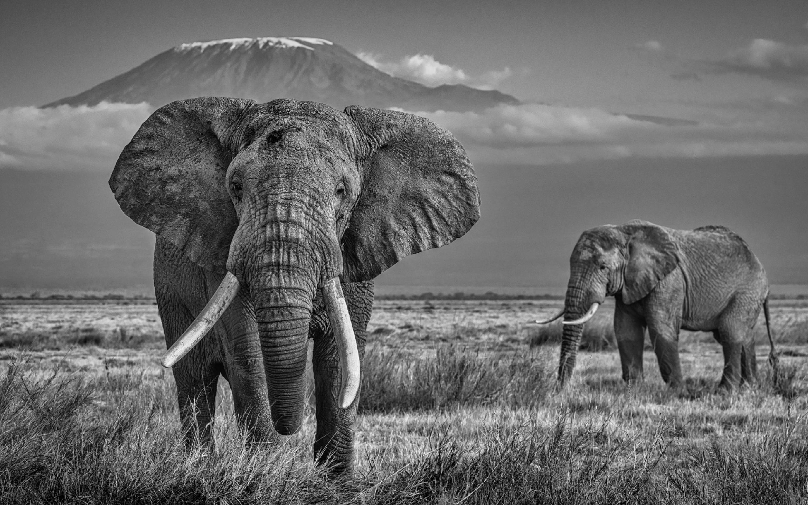 David Yarrow Black and White Photograph - The Witness