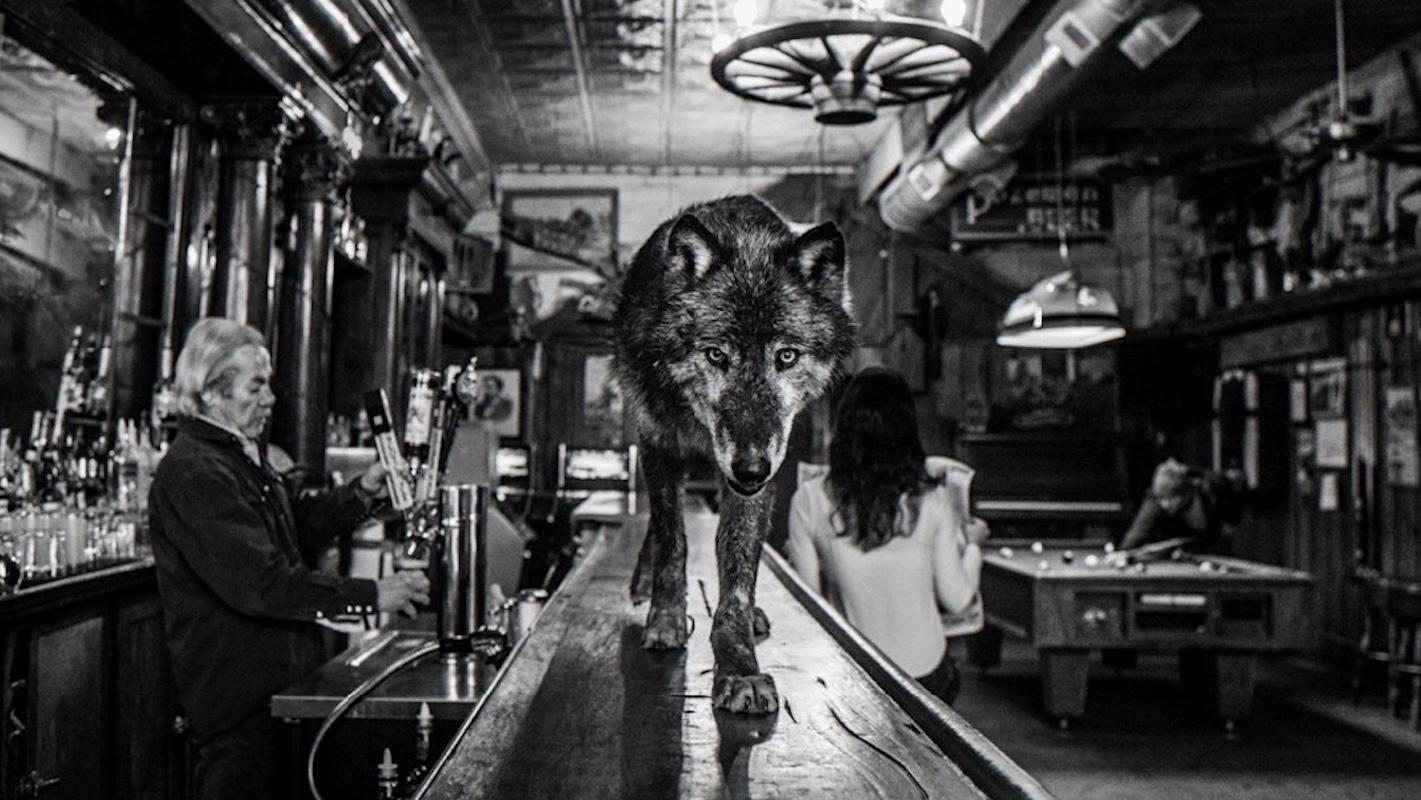 David Yarrow Portrait Photograph - The Wolf of Main Street III