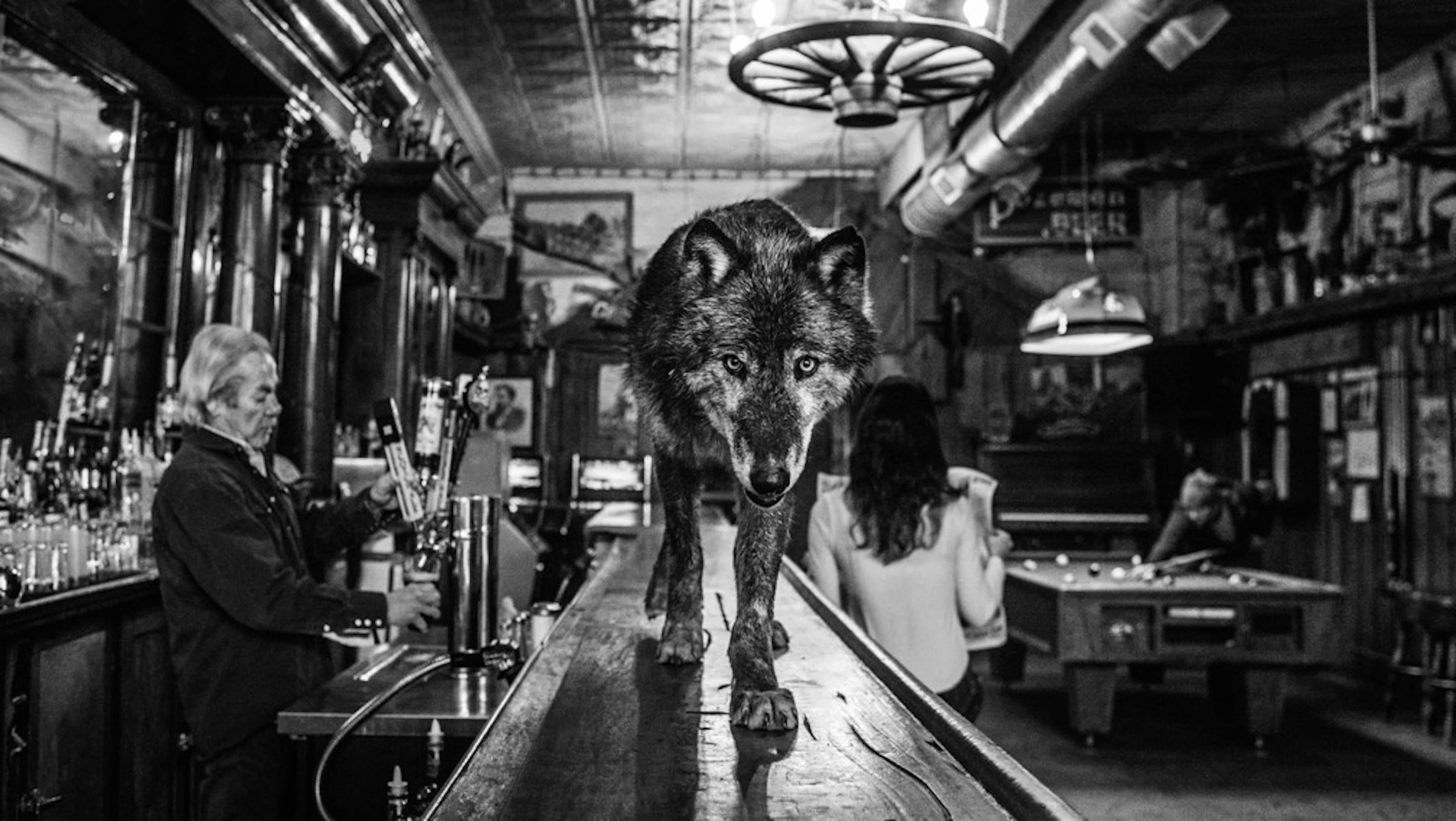 David Yarrow Black and White Photograph - The Wolf of Main Street III