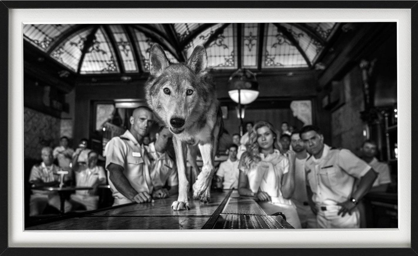 'Top Gun' - Barscene with wolf, fine art photography, 2023 - Contemporary Photograph by David Yarrow