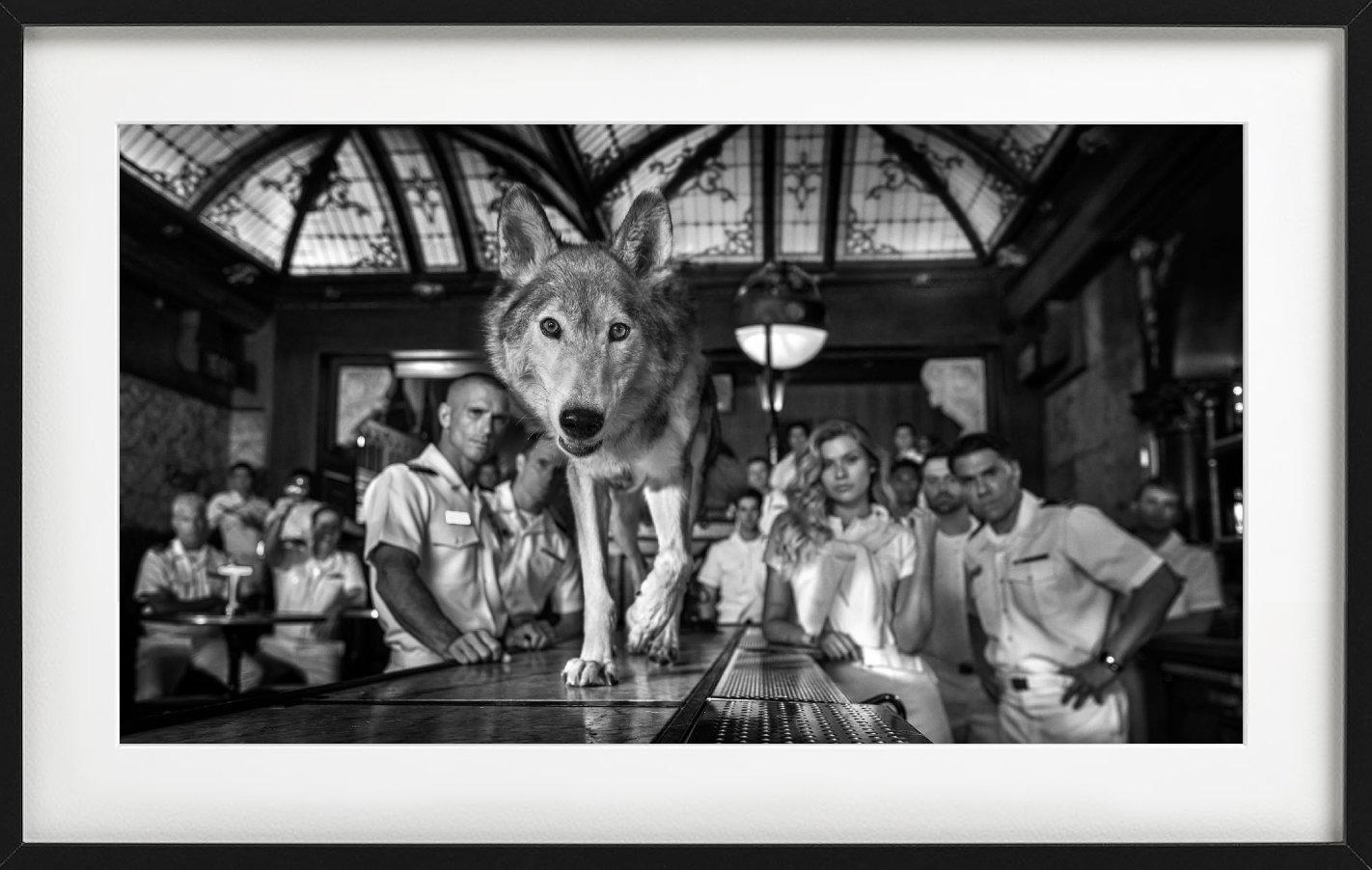 'Top Gun' - Barscene with wolf, fine art photography, 2023 - Black Black and White Photograph by David Yarrow