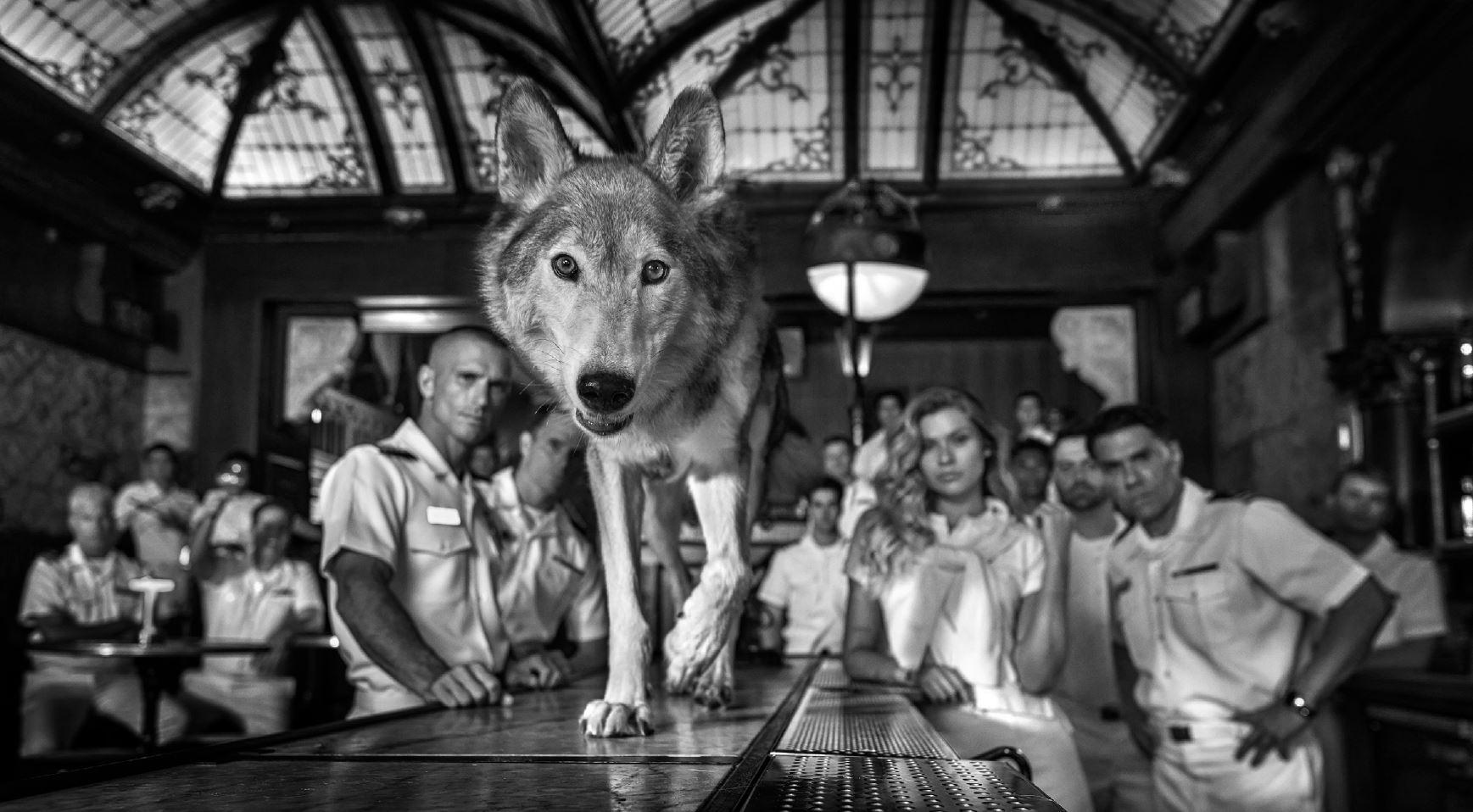 David Yarrow Black and White Photograph - 'Top Gun' - Barscene with wolf, fine art photography, 2023
