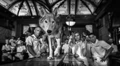 'Top Gun' - Barscene with wolf, Fine Art Photography, 2023