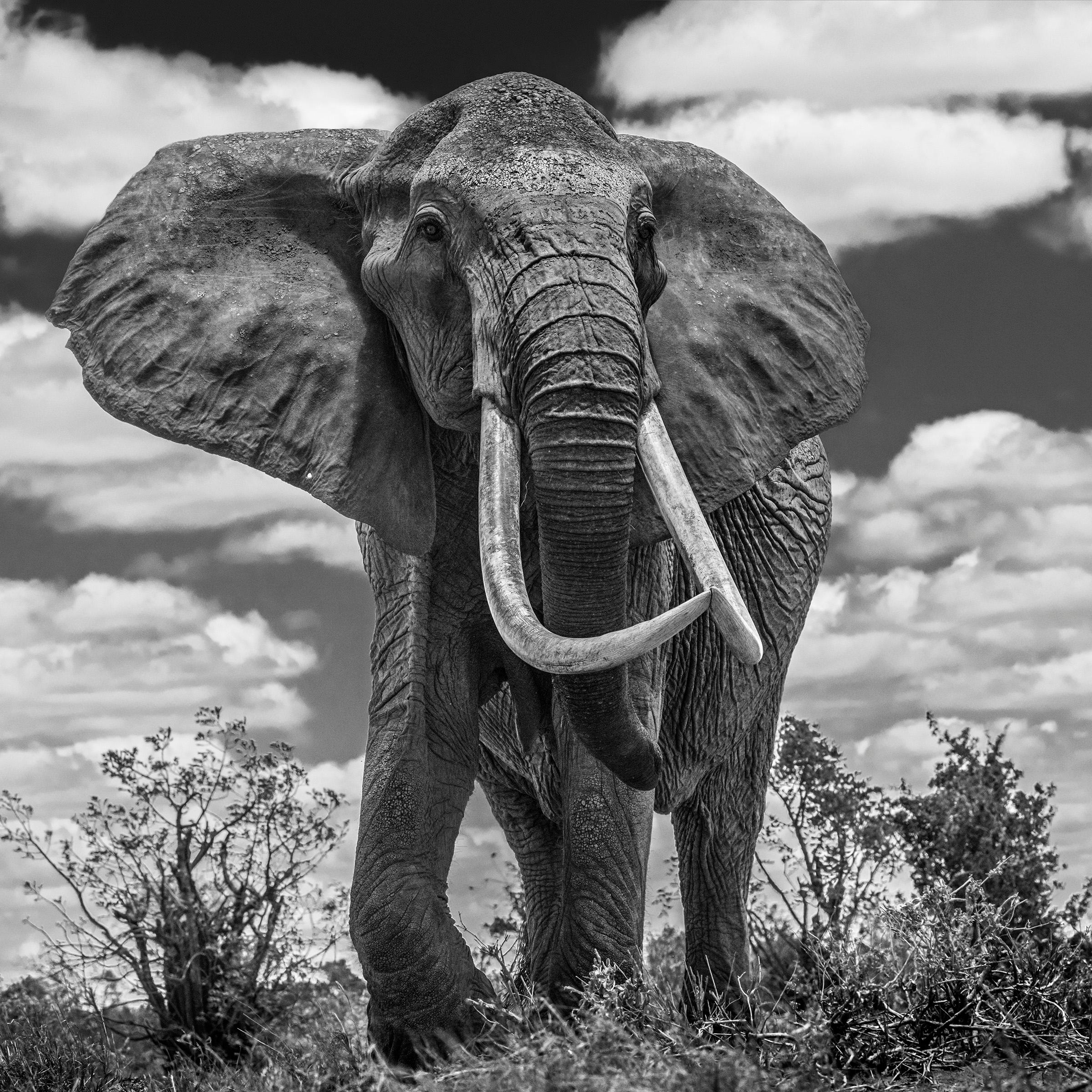 David Yarrow The Old Testament For Sale at 1stDibs
