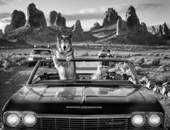 Vice (B&W) David Yarrow, 2026 - New Release - Large - California - Wolf - Car