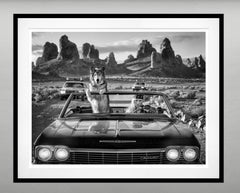 Vice (B&W) David Yarrow, 2026 - New Release - Standard - California - Wolf