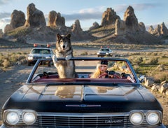 Vice (Colour) David Yarrow, 2026 - New Release - Standard - California - Wolf