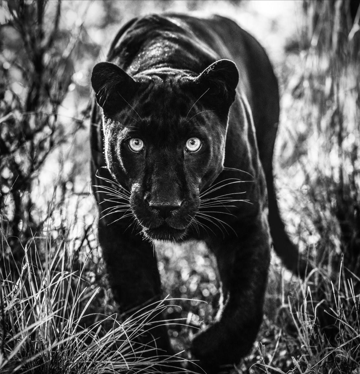 David Yarrow Black and White Photograph - Wakanda