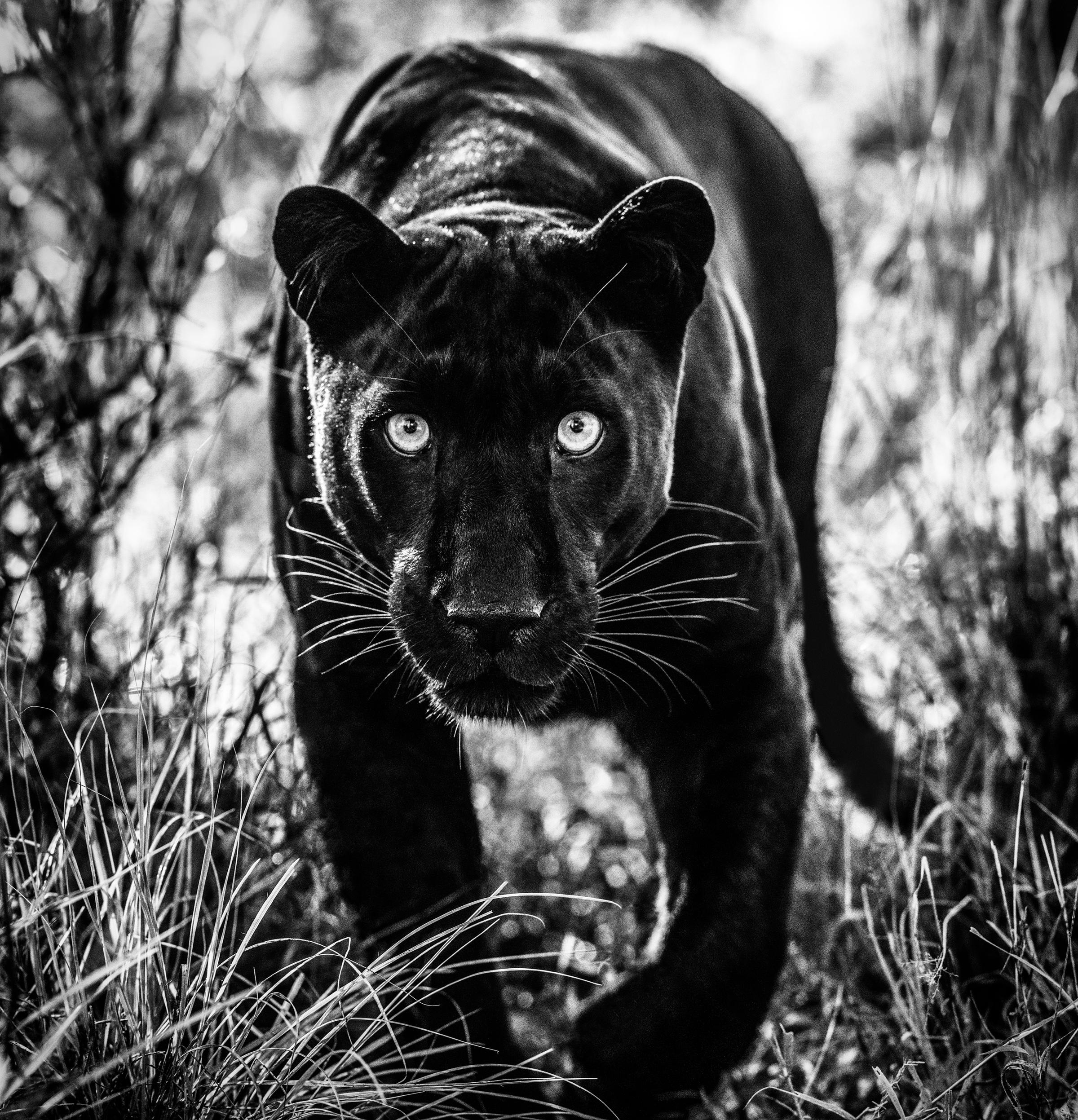 Черно белые картинки. Дэвид Ярроу. Черный тигр меланист. Фотограф животных Дэвид Ярроу. Лев меланист.
