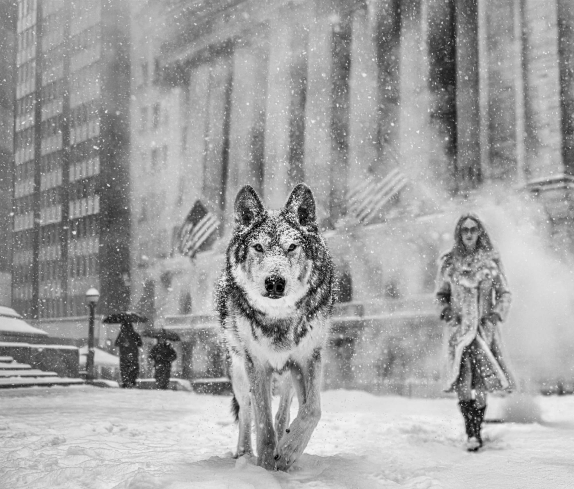 Wall Street Stories (B&W) by David Yarrow - Manhattan, New York City - Wolf