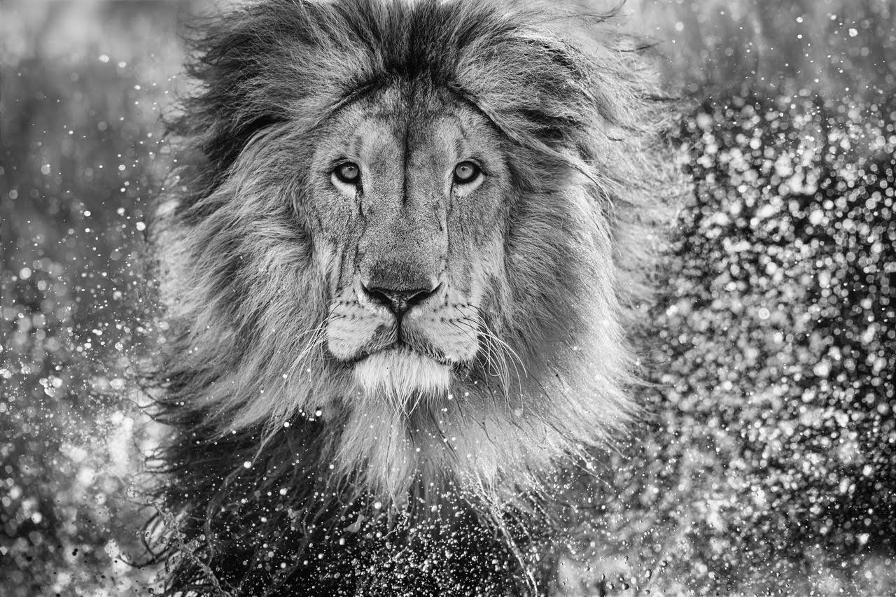 David Yarrow Black and White Photograph - Waterworld