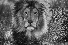 Waterworld, South Africa by David Yarrow - Contemporary Wildlife Photography