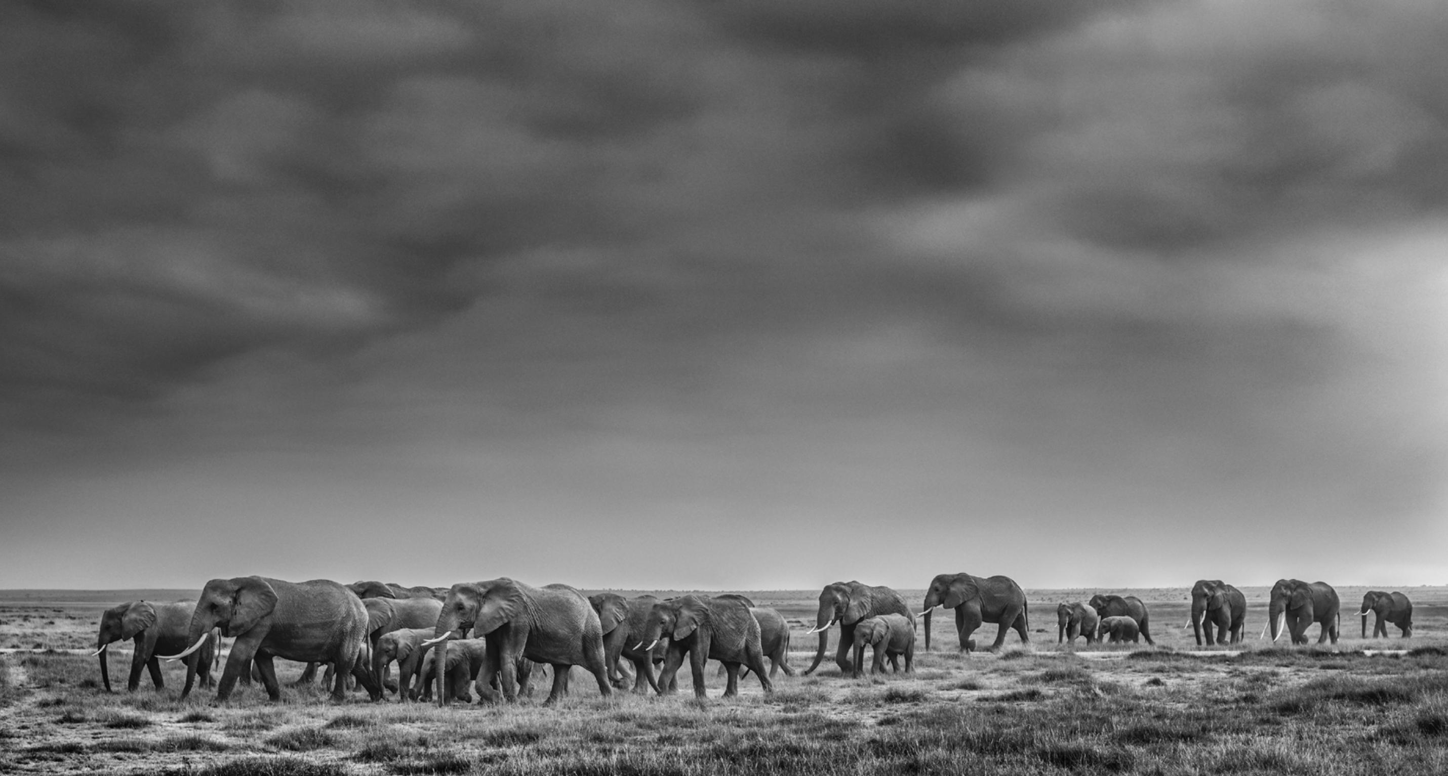 David Yarrow Black and White Photograph - We Are Family