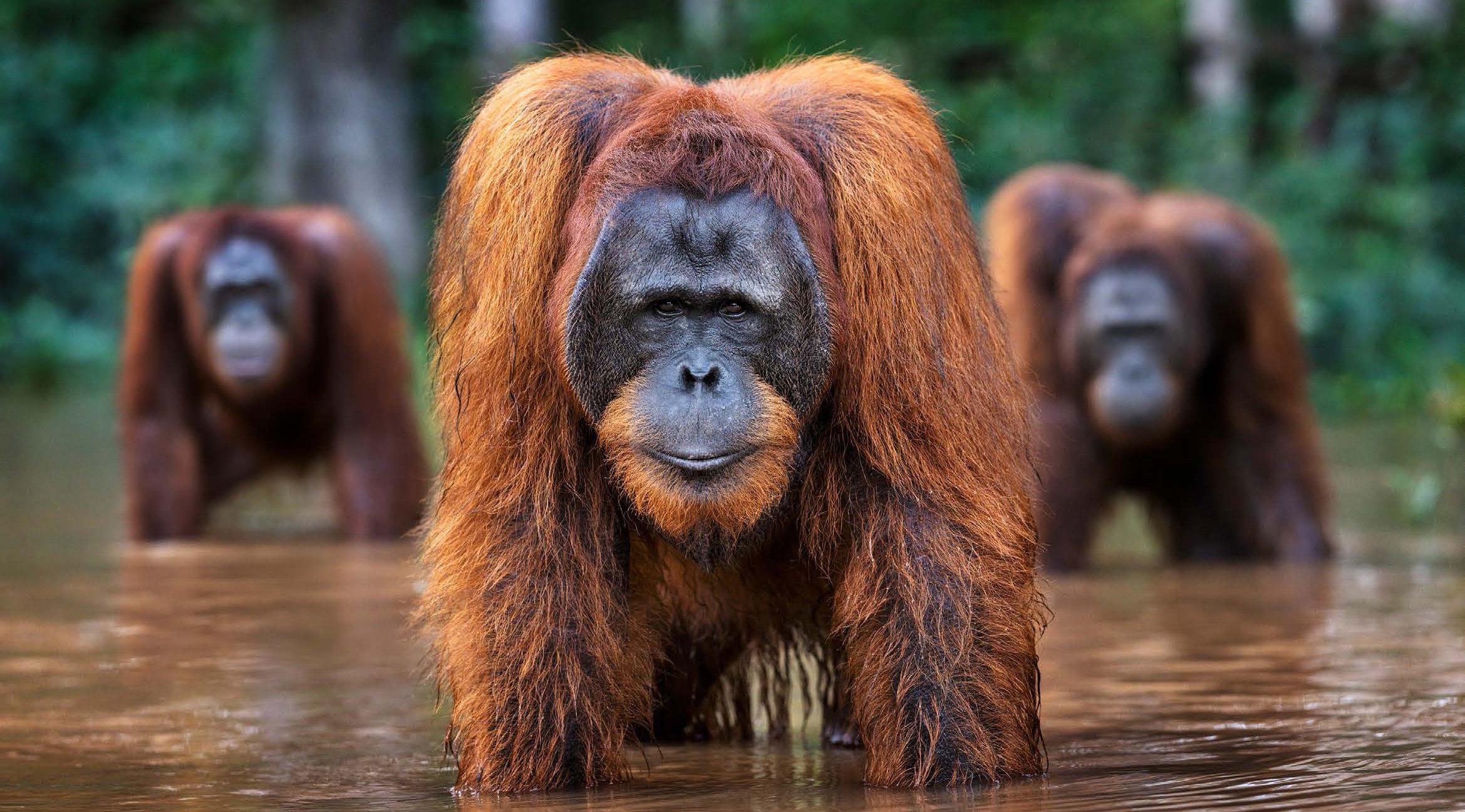David Yarrow Color Photograph - Welcome to the Jungle - Contemporary Photography - Orangutan