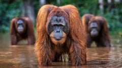 Bienvenue dans la jungle - Photographie contemporaine - Orang-outan