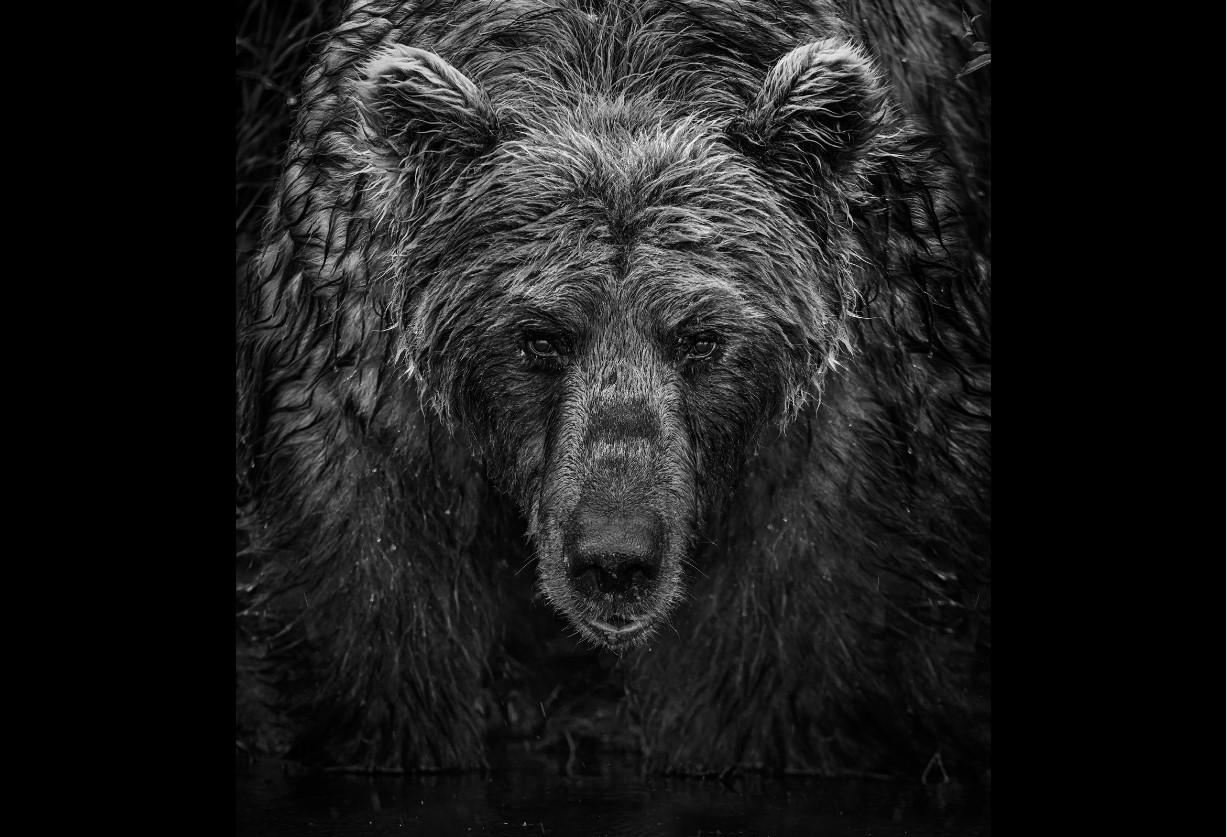 Wet Wet Wet
Iliamna, Alaska - 2023

Standard
Framed: 58” x 52” 

Large
Framed: 80” x 71”

"I have largely moved my focus away from wildlife over the last few years, but I am in awe of some of the work I continue to see from other photographers in