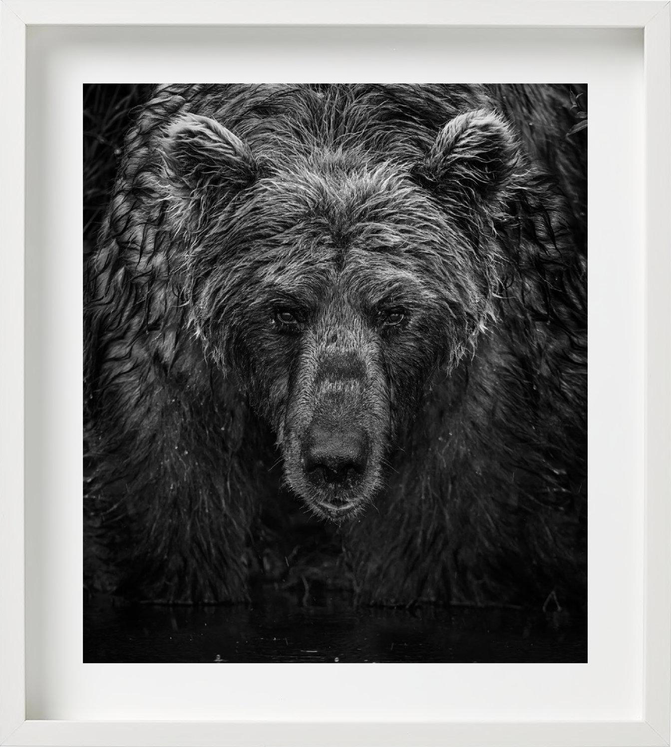 'Wet, Wet, Wet' - portrait of a bear in the rain, fine art photography, 2023 - Photograph by David Yarrow