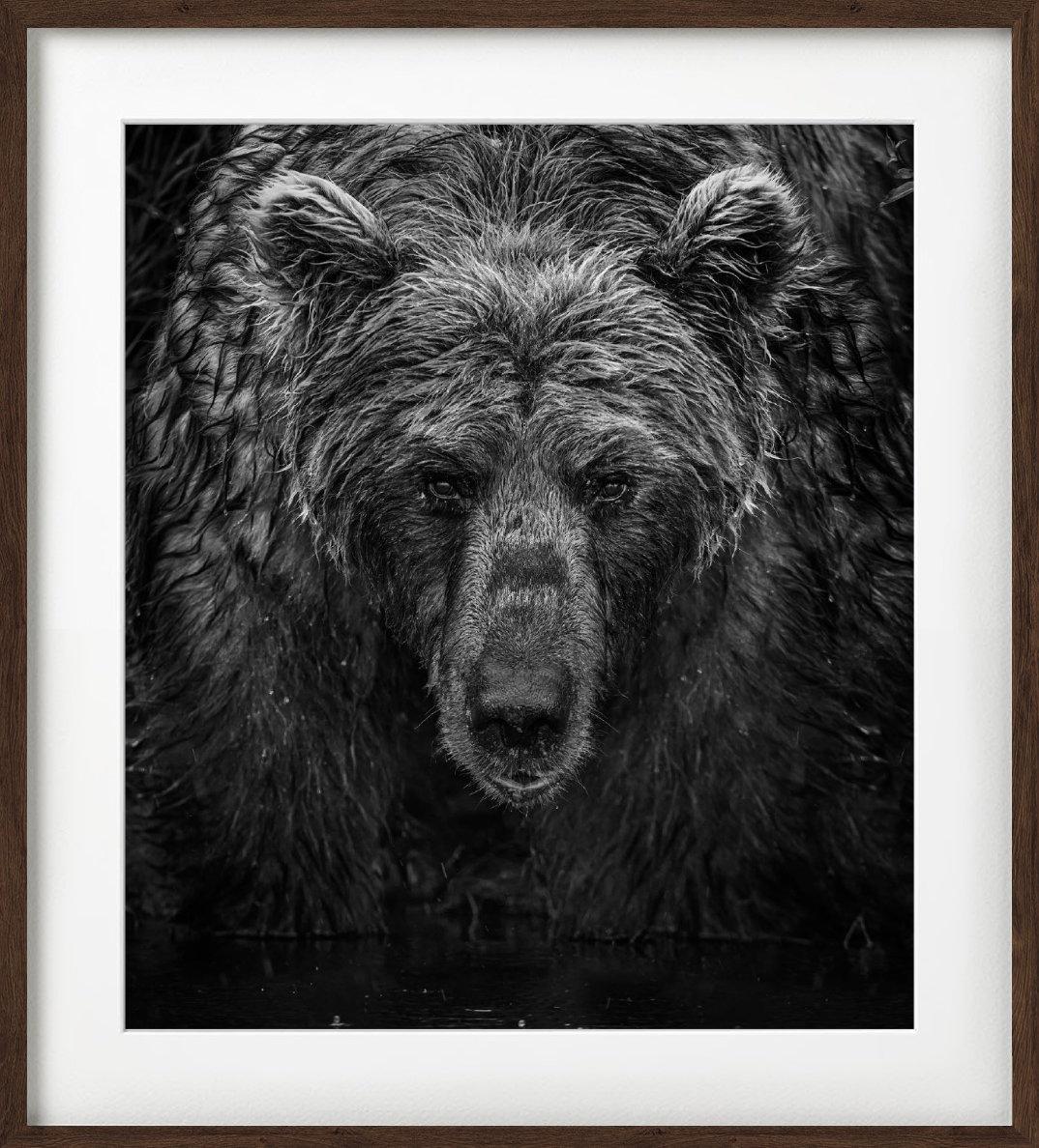 'Wet, Wet, Wet' - portrait of a bear in the rain, fine art photography, 2023 For Sale 1