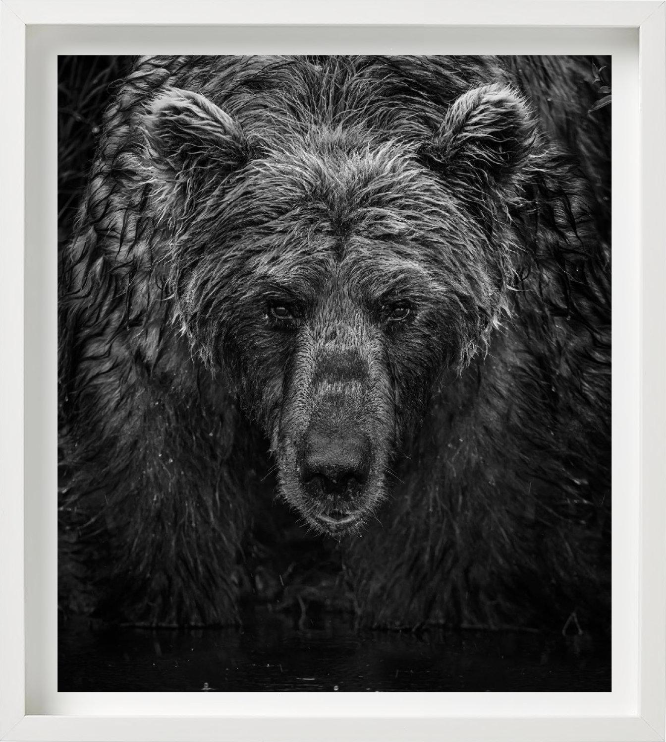 'Wet, Wet, Wet' - portrait of a bear in the rain, fine art photography, 2023 For Sale 3