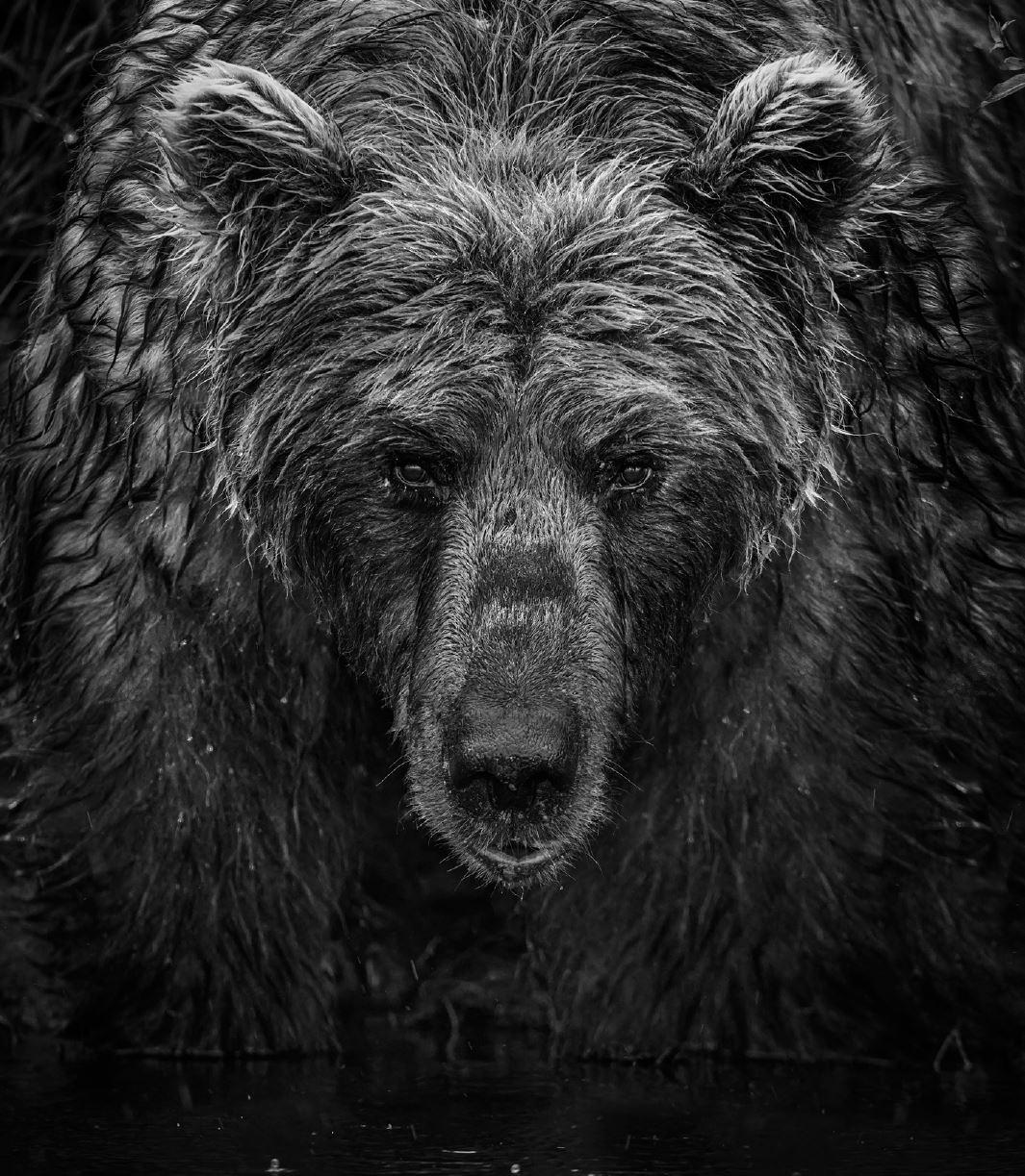 David Yarrow Figurative Photograph – Wet, Wet, Wet" - Porträt eines Bären im Regen, Kunstfotografie, 2023