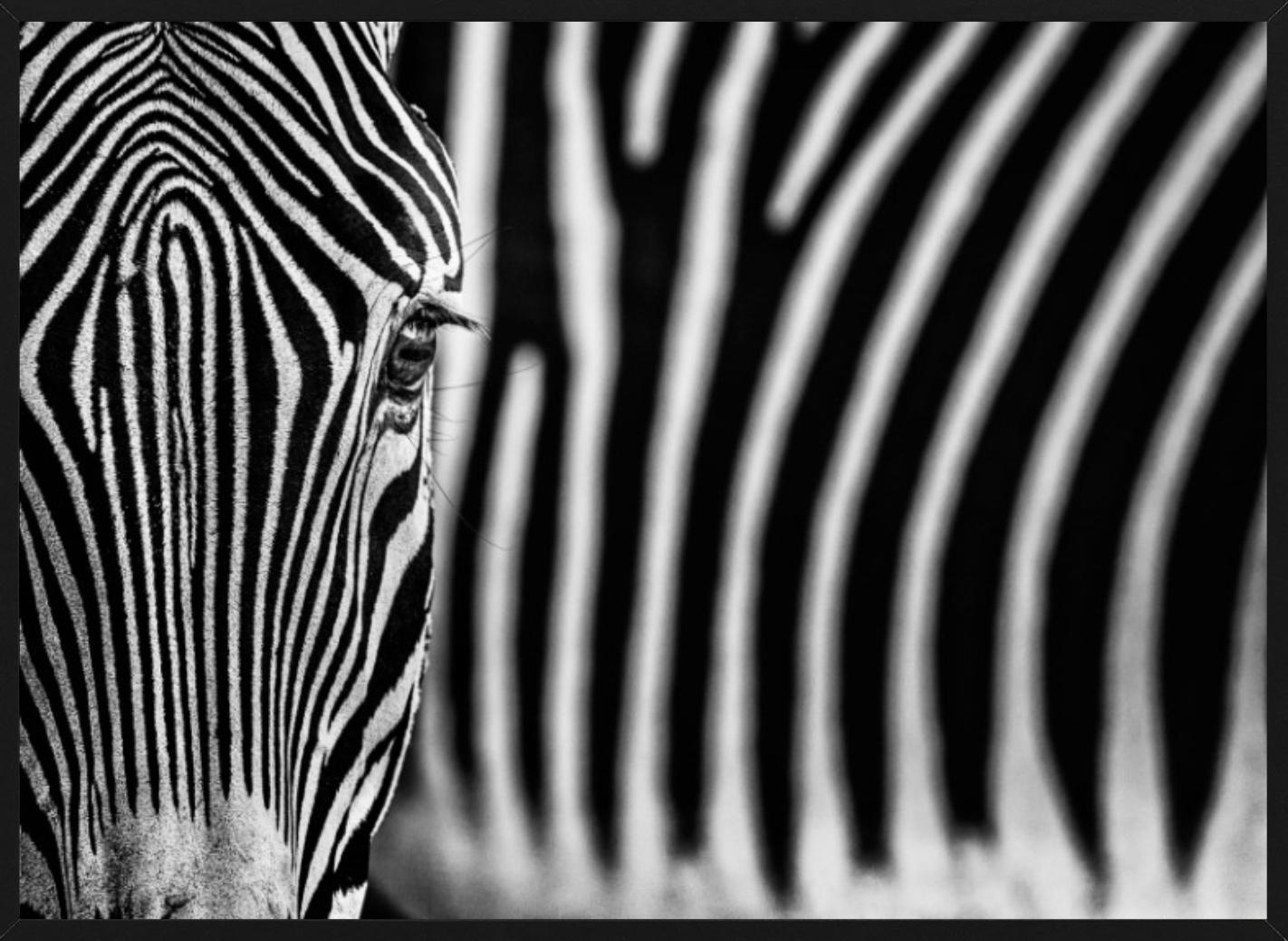 White Lines - fine art photography wildlife two zebras  - Photograph by David Yarrow