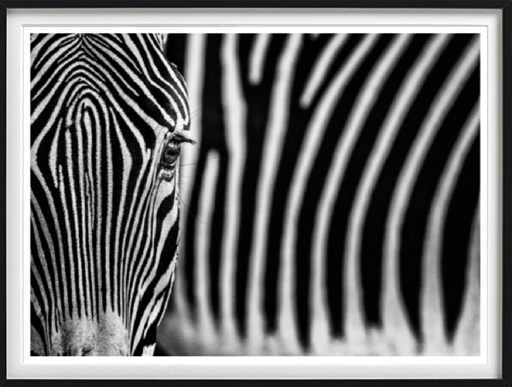 White Lines - fine art photography wildlife two zebras  - Black Black and White Photograph by David Yarrow