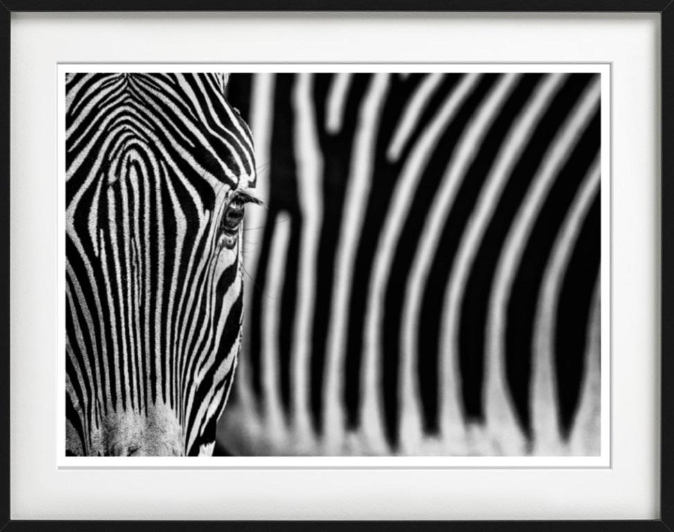 White Lines - fine art photography wildlife two zebras  For Sale 1