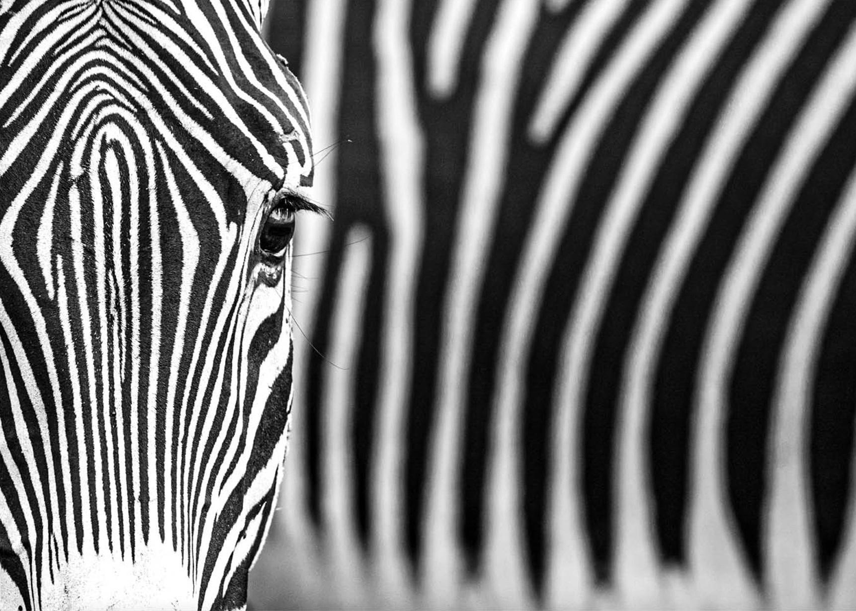 David Yarrow Black and White Photograph - White Lines - fine art photography wildlife two zebras 