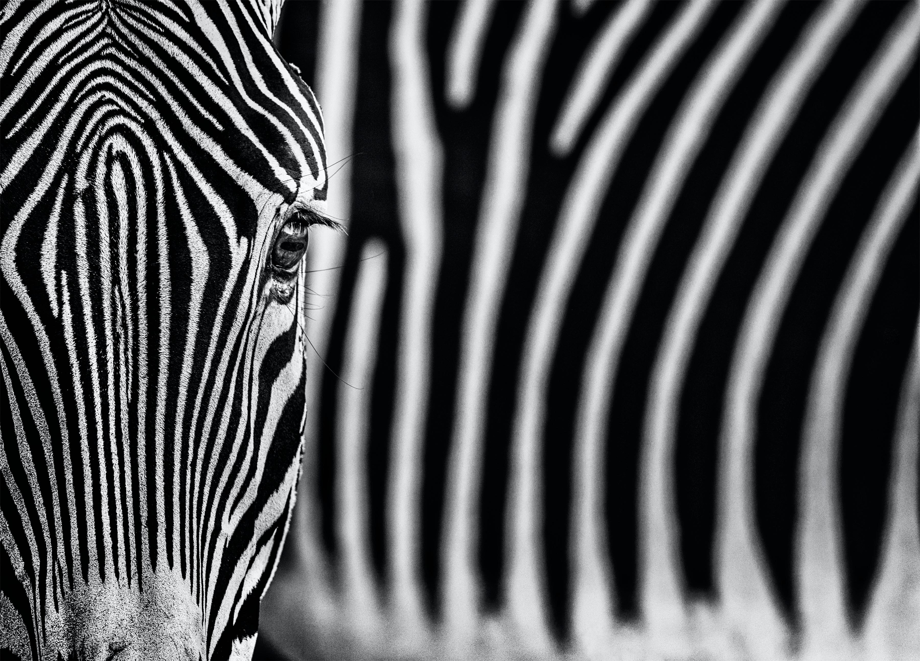 David Yarrow Black and White Photograph - White Lines