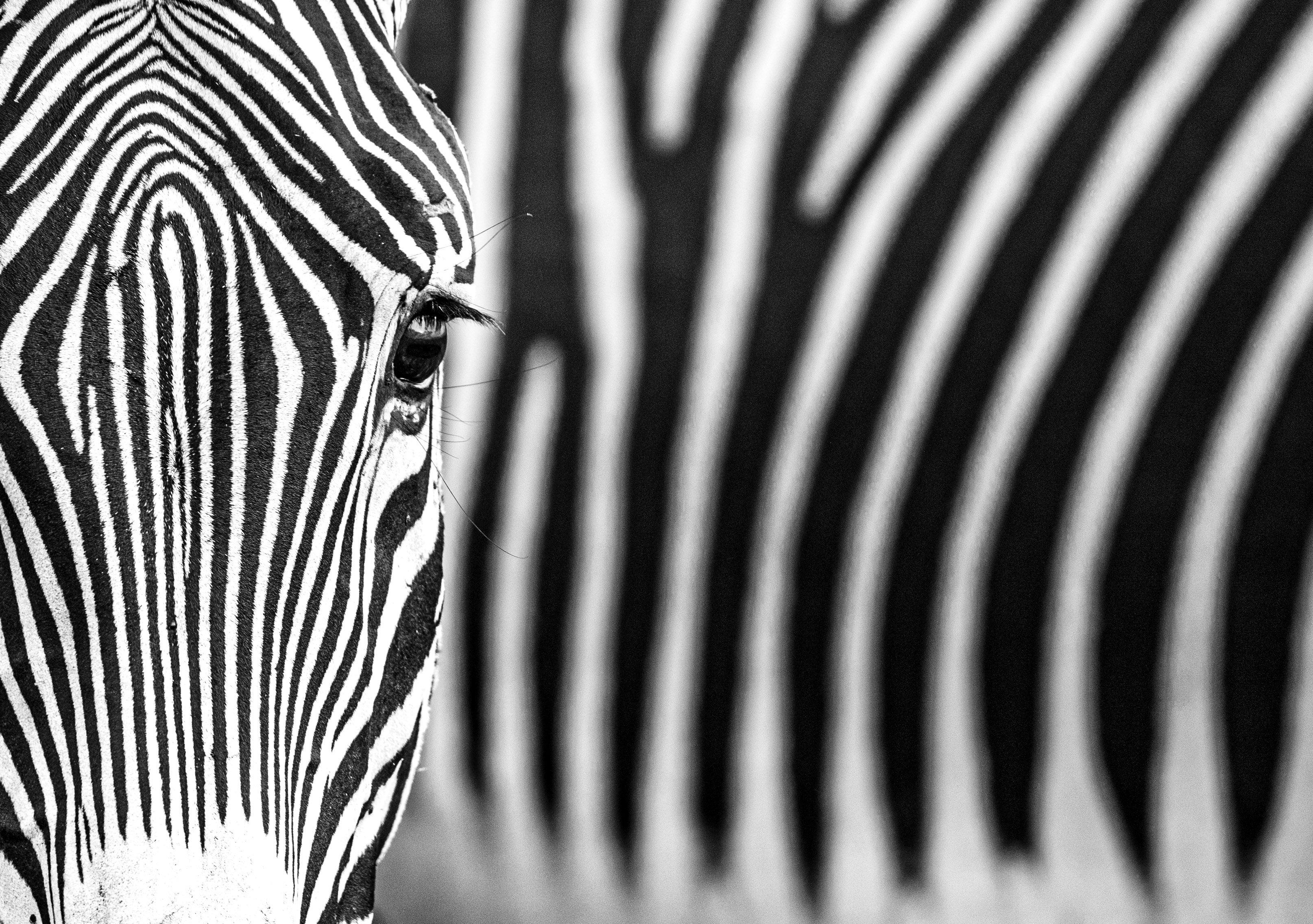 Sizes:

Large - Edition of 12
Unframed 56” x 80”
Framed 71” x 95”

Standard - Edition of 12
Unframed 37” x 53”
Framed 52” x 68”

Artist Statement:

"This photograph - taken a few days ago in Lewa Downs in Kenya - was preconceived, but the execution