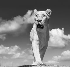 White Mischief by David Yarrow - Lion - South Africa - Wildlife Photography
