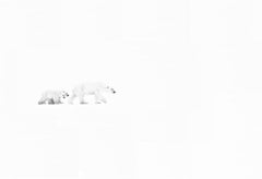 White out, mère et ourson polaires dans la neige, photographie d'art