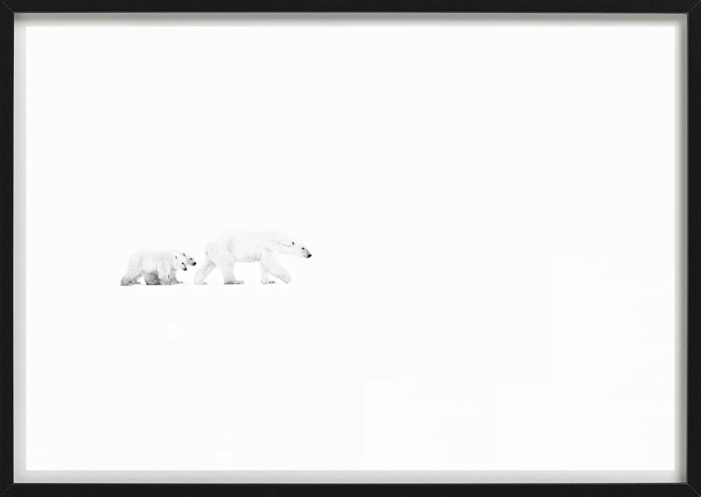 Whiting, due orsi polari a passeggio, Bianco e nero, Fotografia Fine Art - Photograph Contemporaneo di David Yarrow