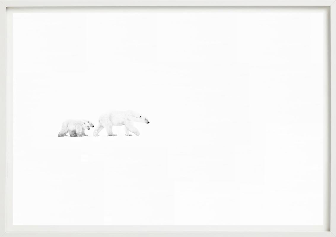 Whiting, due orsi polari a passeggio, Bianco e nero, Fotografia Fine Art in vendita 1