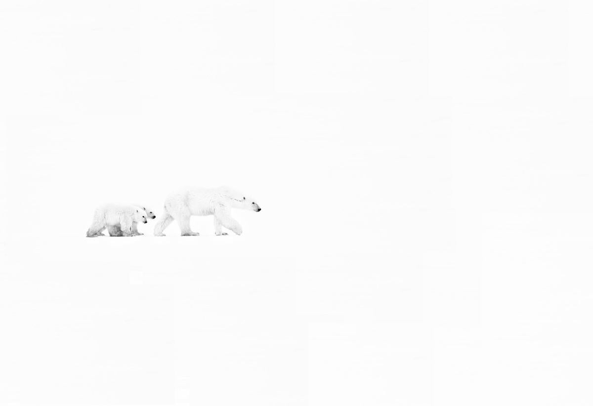 Black and White Photograph di David Yarrow - Whiting, due orsi polari a passeggio, Bianco e nero, Fotografia Fine Art