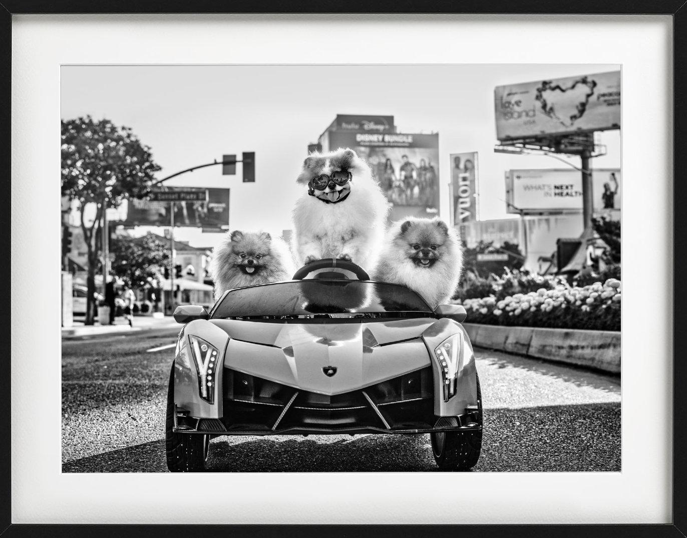 'Who let the dogs out' - three Pomeranians in a Car, fine art photography, 2023 - Photograph by David Yarrow