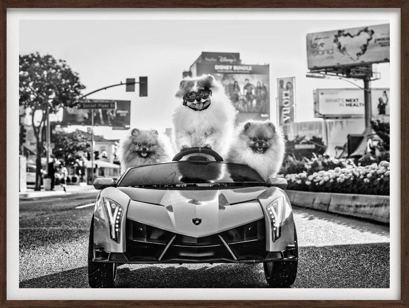 'Who let the dogs out' - three Pomeranians in a Car, fine art photography, 2023 For Sale 1